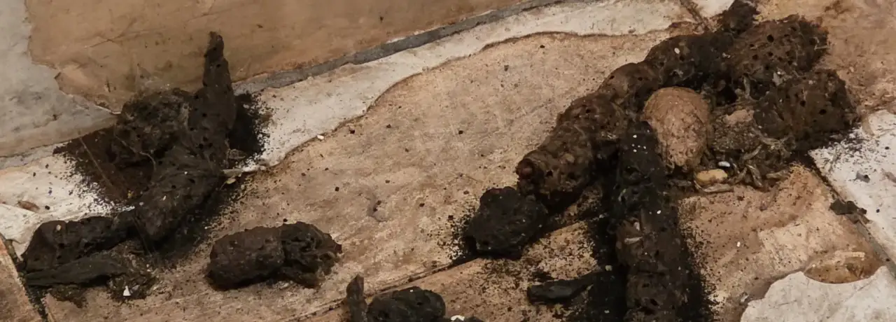 Почистване след животни в Стралджа