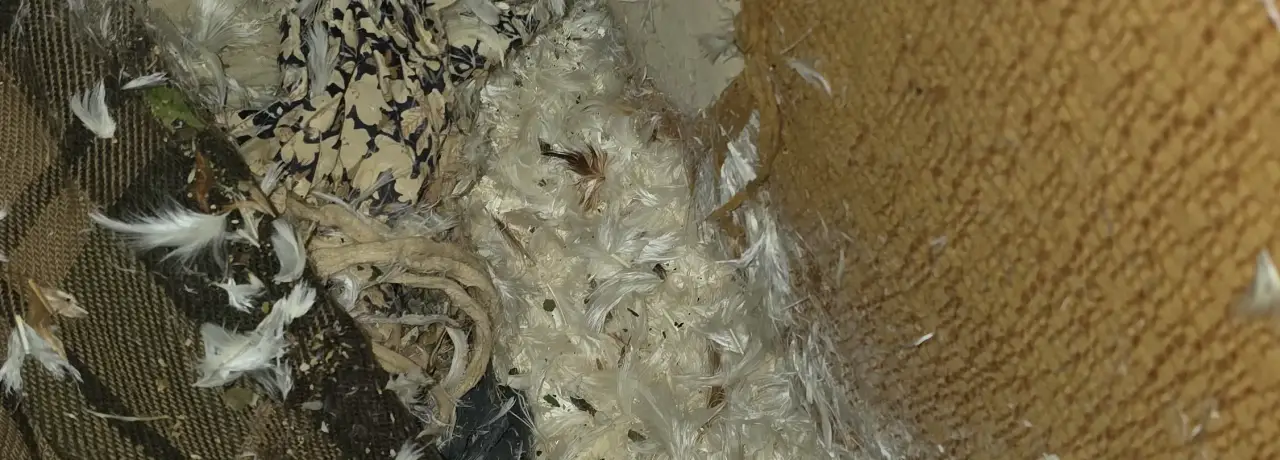Почистване след животни в Шабла