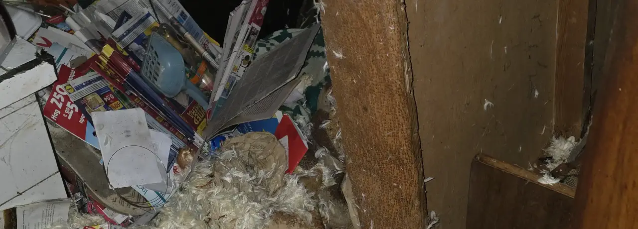 Събиране на умрели животни в Златица